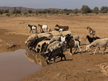 Goat herd at a waterhole in the sahara desert in southern morocco