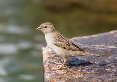 Close-up of bird perching on retaining wall