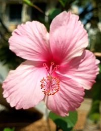 Close-up of pink flower blooming outdoors