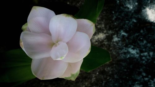 Close-up of white flower blooming outdoors