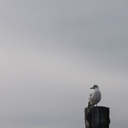 Low angle view of seagull perching on wooden post against sky