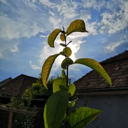 Low angle view of plant against building