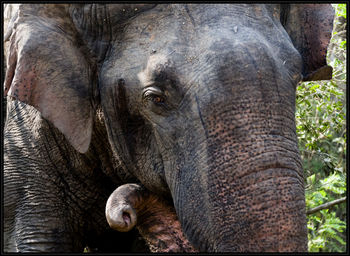 Close-up of elephant