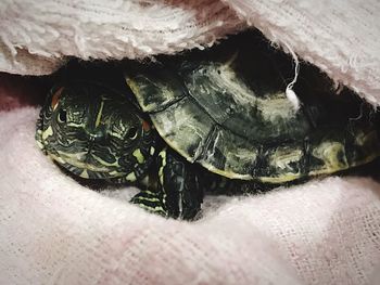 Close-up of tortoise