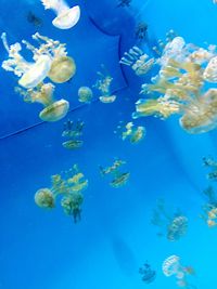 Close-up of fish swimming in aquarium