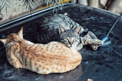 Portrait of cats sitting on top of a car