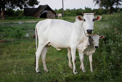 Sheep grazing on grassy field