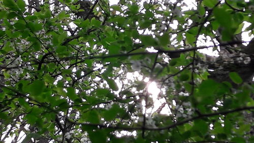 Low angle view of tree against sky