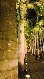 Walkway along trees