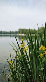 Close-up of yellow flowering plants on field