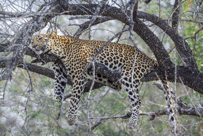 Leopard lying on tree branch