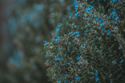 Close-up of plants growing outdoors