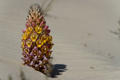 Close-up of yellow flower against blurred background