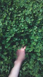 Cropped image of hand with leaves