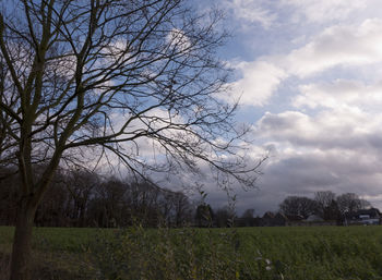 Bare tree on field against sky