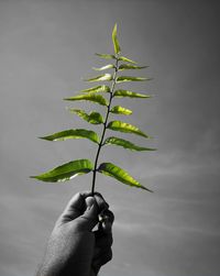 Low angle view of cropped hand holding plant against sky