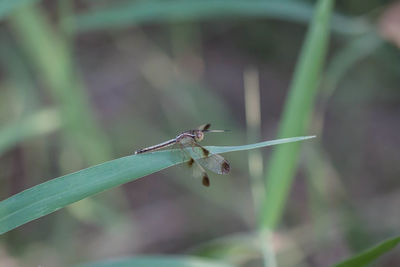 Close-up of insect on blade of grass