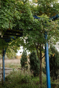 Trees in park