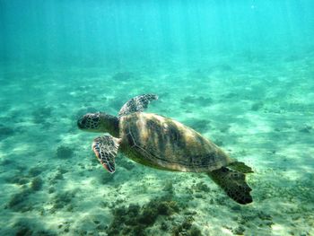 Close-up of turtle swimming in sea