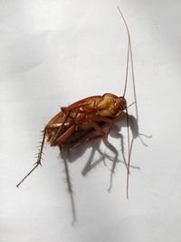 Close-up of insect over white background