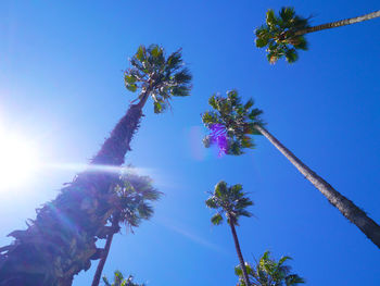 Low angle view of flower trees against blue sky