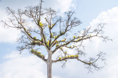 Low angle view of tree against sky