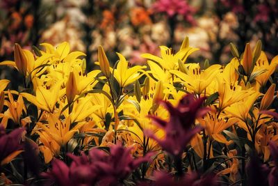 Close-up of yellow flowering plants