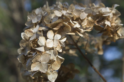 Close-up of wilted hydrangea flowers