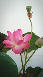 Close-up of pink flowers