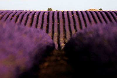 Close-up of purple flowering plants on field