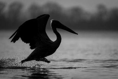 Close-up of bird in lake