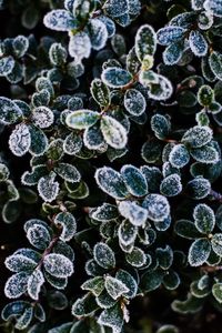 Close-up of green leaves