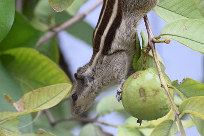 Close-up of bird on branch