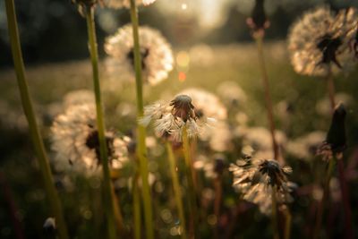 Close-up of insect on flower