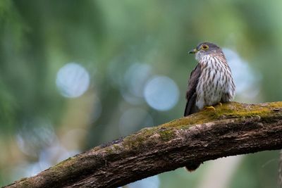 Low angle view of bird perching on branch