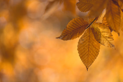 Close-up of autumn leaf