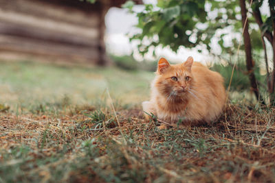 Portrait of cat on field