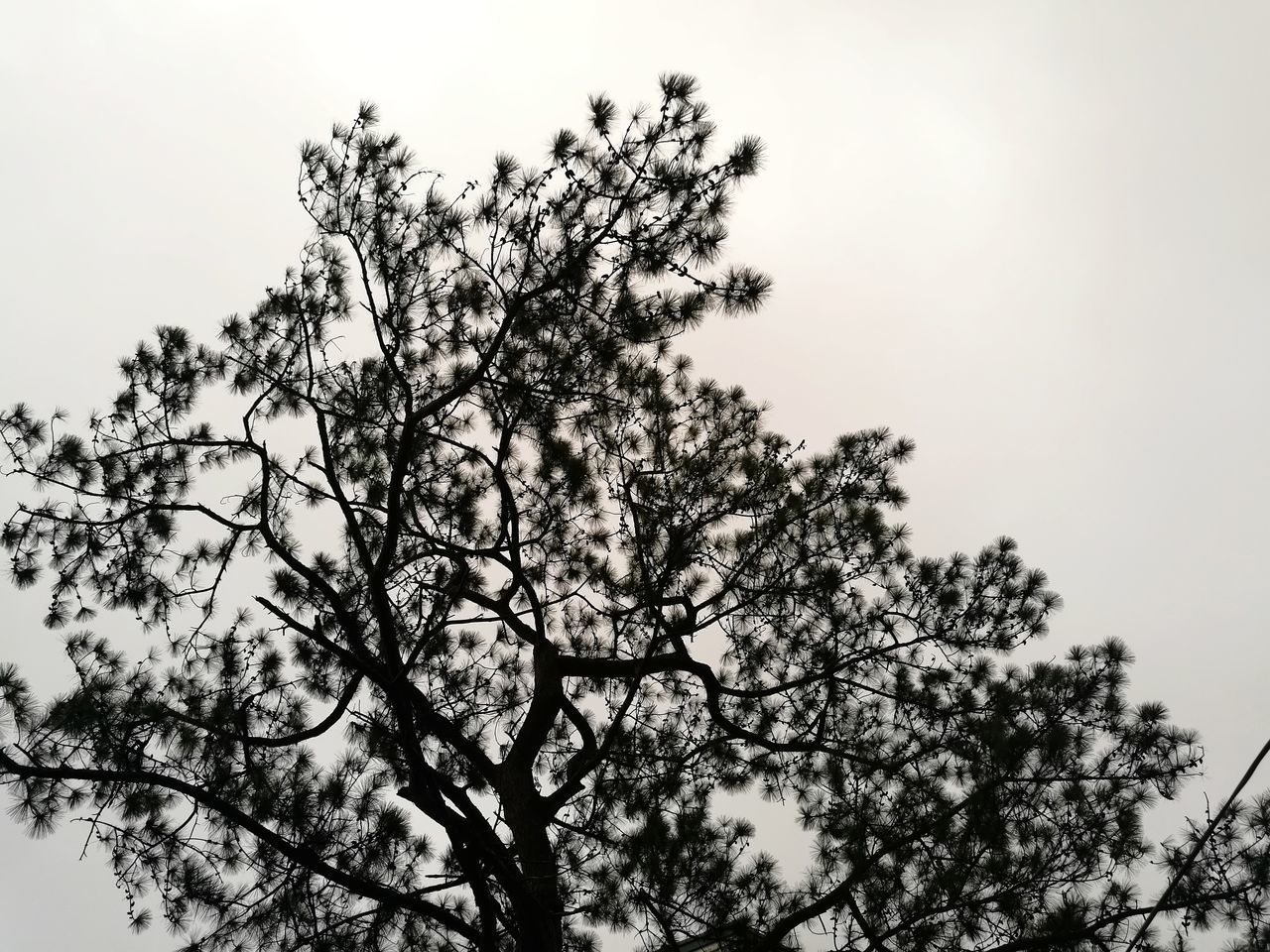 Sophia Marie Villena