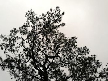 Low angle view of silhouette tree against clear sky
