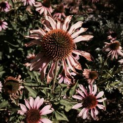 Close-up of coneflowers blooming outdoors