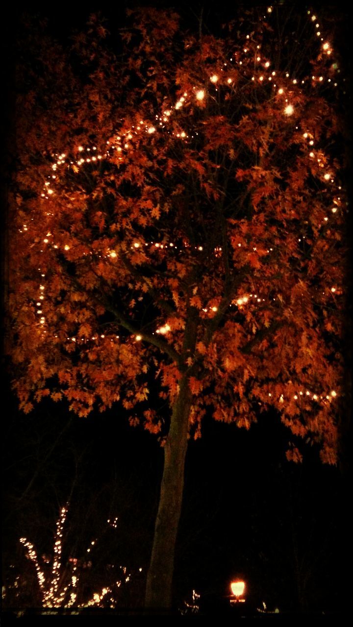 night, illuminated, tree, long exposure, low angle view, firework display, celebration, glowing, exploding, dark, outdoors, growth, silhouette, sky, motion, firework - man made object, sparks, no people, nature, branch