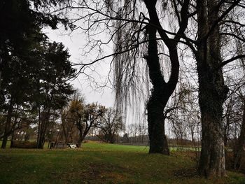 Trees on field against sky