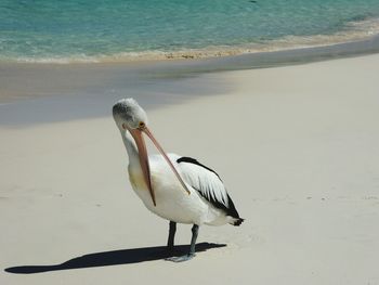 Pelican perching on sand at beach