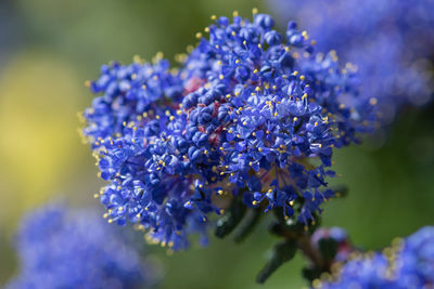 Close up of flowers on a california lilac plant