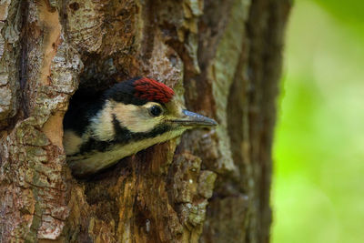 Close-up of a bird perching on tree trunk