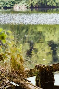 Plants in calm lake