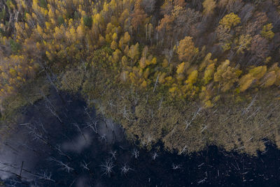 High angle view of trees on land