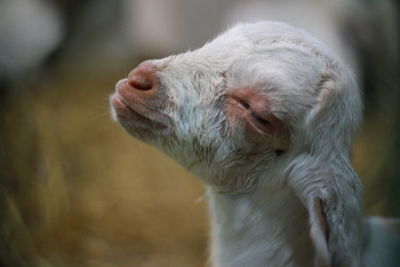 Close-up of a dog