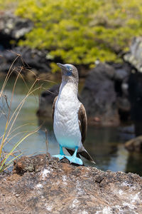 Close-up of bird perching on rock