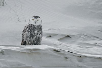 Portrait of snowy owl on sand